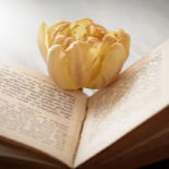 Yellow rose on top of an open prayer book