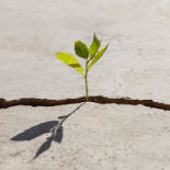 A seedling growing out of a crack in the sidewalk.