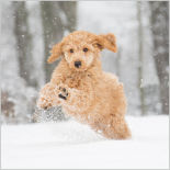 Golden doodle puppy leaping through the snow.
