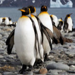 A line of penguins on the beach.