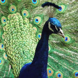 A blue peacock with his tail spread out behind him.
