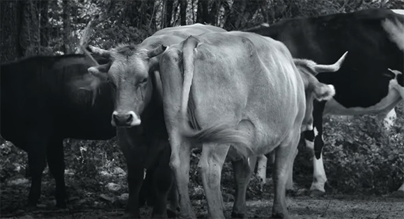 A herd of cows in Gunda