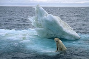 Polar Bear Searching for Food