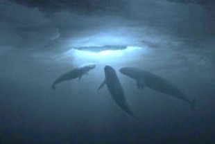 Whales under the ice in Big Miracle