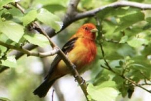 a scarlet tanager