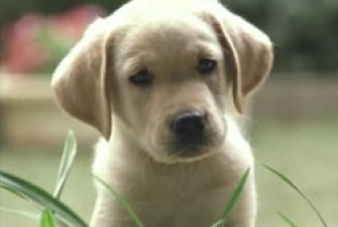 Quill as a puppy	