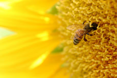 Bee in a Sunflower