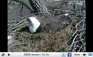 An eagle sitting in nest seen on webcam