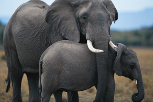 Elephant mother and baby