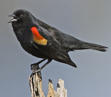 Red Wing Balck Bird