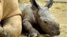 Rhino with horn removed