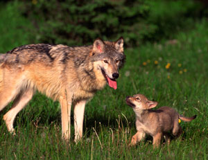 Mother wolf and her pup