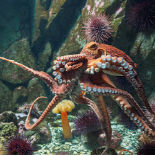 An octopus underwater with pretty colors and its tentacles floating around it.
