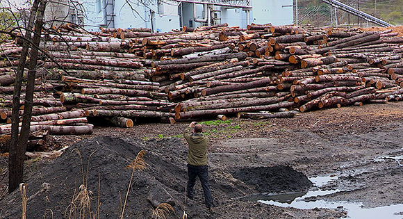 Tree logs for a biomass plant.