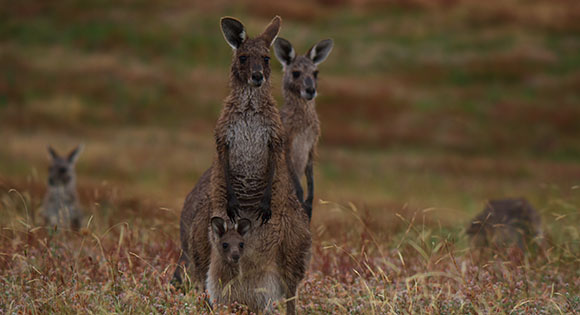 Grown-up kangaroos