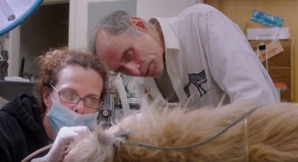 Martin Goldstein and an assistant operate on a golden dog in The Dog Doc