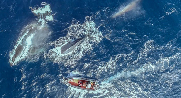 Scientists trying to attach trackers to whales.