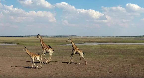 Three giraffe galloping across the bush.