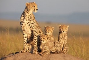 Sita the cheetah with her young