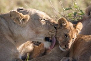 Layla and her cub Mara