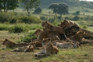 Lion pride