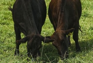 free range cows