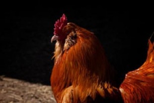 chicken