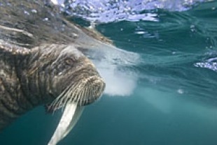Walrus Swimming