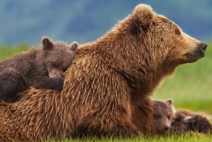Sky and her cubs Amber and Scout