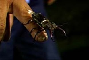 Beetle Queen Conquers Tokyo