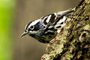 a black and white warbler