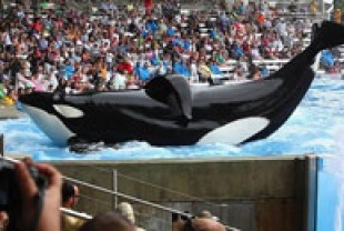 A scene from Blackfish