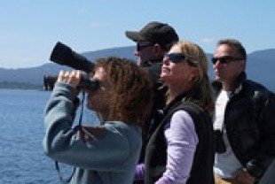 A scene from Blackfish