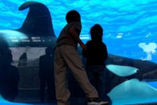 A scene from Blackfish