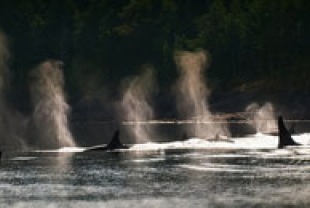 A scene from Blackfish