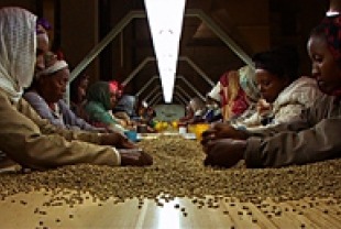 Coffee workers in Black Gold