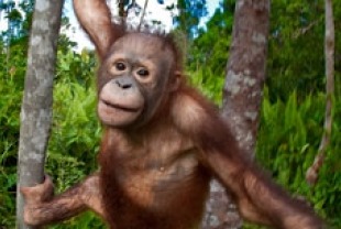 Orangutan