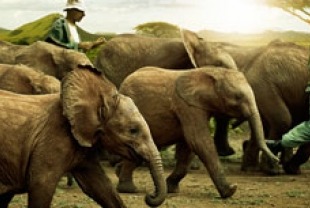 Elephants