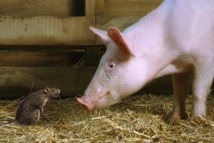 Templeton and Wilbur