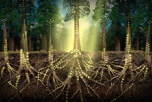 Scene from Connected