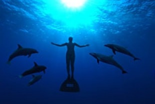 The Cove