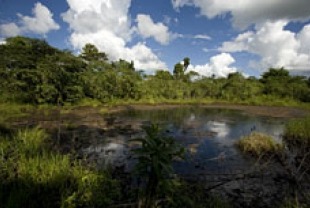 One of the hundreds of oil waste pits that dot the landscape in the Amazon rainforest of Ecuador