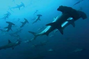 Hammerhead Sharks