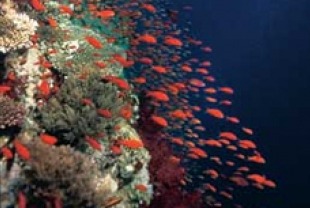Reef Fish