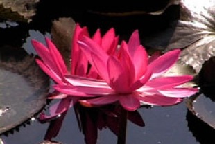 Scene from Dharma River