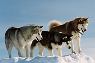 Eight Below