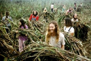 Hippies harvesting