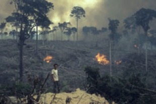 Burning of the Amazon