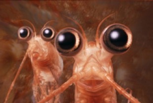 Will the Krill, voiced by Brad Pitt; and Bill the Krill, voiced by Matt Damon