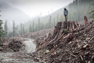 Clear cut forest